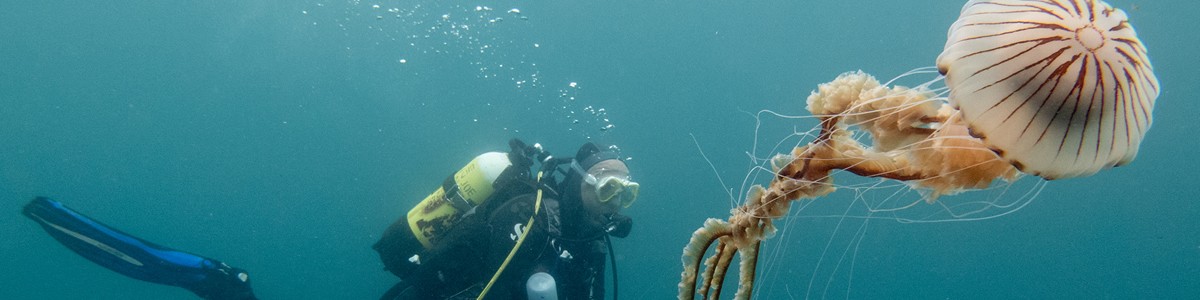 A jellyfish seen very often on diver’s safety stop
