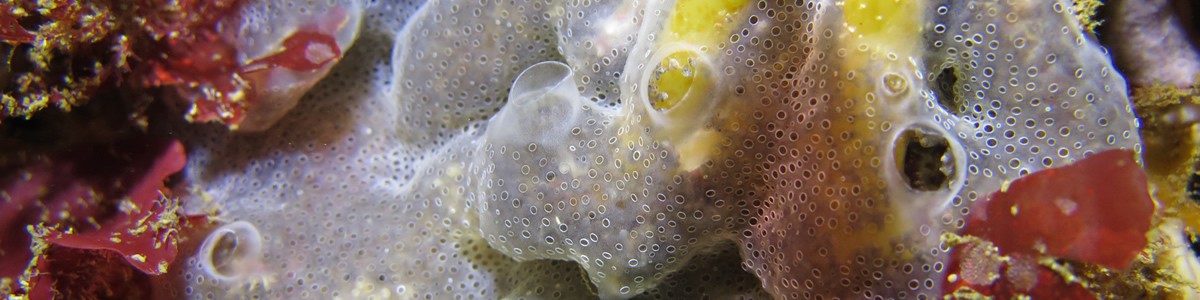 An ascidian that commonly forms transparent gelatinous colonies on algae (Magharee Islands, 15/07/2019)