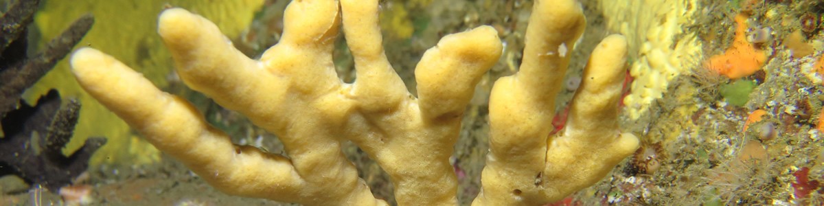 One of the most conspicuous branching-erect sponges that occurs in the British Isles (Magharee Islands, 02/05/2019)